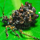 Illustration for article titled Unbelievable Assassin Bug Wears Its Victims Corpses as Armor